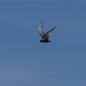 Chlidonias hybrida at Fyshwick, ACT - Yesterday by RodDeb