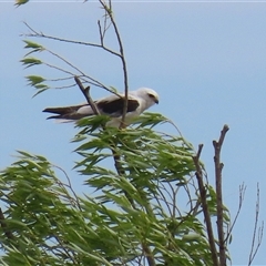 Elanus axillaris (Black-shouldered Kite) at Fyshwick, ACT - 28 Nov 2025 by RodDeb