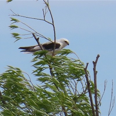 Elanus axillaris (Black-shouldered Kite) at Fyshwick, ACT - 28 Nov 2025 by RodDeb