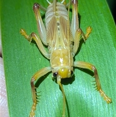 Phryganogryllacridini (tribe) (A raspy cricket) by HelenCross