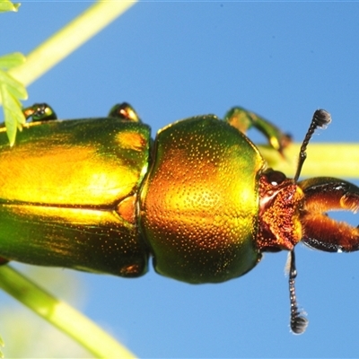 Lamprima aurata (Golden stag beetle) at Uriarra Village, ACT - 29 Nov 2025 by Harrisi