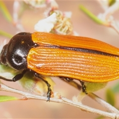 Castiarina rufipennis (Jewel beetle) at Yarralumla, ACT - 28 Nov 2025 by Harrisi