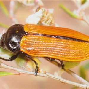 Castiarina rufipennis (Jewel beetle) at Yarralumla, ACT - 28 Nov 2025 by Harrisi