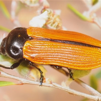 Castiarina rufipennis (Jewel beetle) at Yarralumla, ACT - 28 Nov 2025 by Harrisi