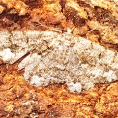 Unplaced externaria (Mahogany Bark Moth) at Uriarra Village, ACT - 29 Nov 2025 by Harrisi