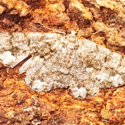 Unplaced externaria (Mahogany Bark Moth) at Uriarra Village, ACT - 29 Nov 2025 by Harrisi