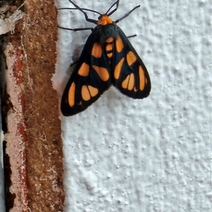 Amata (genus) (Handmaiden Moth) at Koolewong, NSW - 22 Nov 2025 by JamieWhale