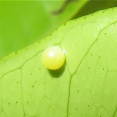 Papilio aegeus (Orchard Swallowtail, Large Citrus Butterfly) at Flynn, ACT - 25 Nov 2025 by Christine
