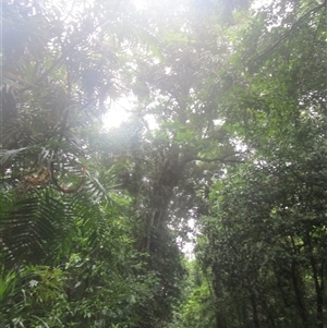 Peripentadenia phelpsii at Syndicate, QLD - 15 Jan 2024 by JasonPStewart