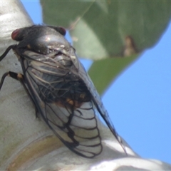 Psaltoda moerens (Redeye cicada) at Symonston, ACT - 25 Nov 2025 by Christine