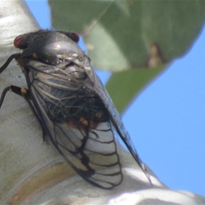 Psaltoda moerens (Redeye cicada) at Symonston, ACT - 25 Nov 2025 by Christine