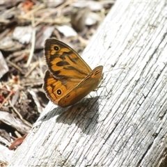 Heteronympha merope (Common Brown Butterfly) at Flynn, ACT - 23 Nov 2025 by Christine