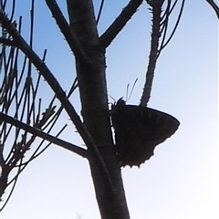 Ogyris amaryllis at Uriarra Village, ACT - 29 Nov 2025 by DavidDedenczuk