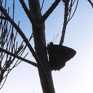 Ogyris amaryllis at Uriarra Village, ACT - 29 Nov 2025 by DavidDedenczuk
