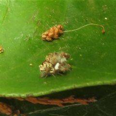 Unverified Green Lacewing (Chrysopidae) at Flynn, ACT - 25 Nov 2025 by Christine