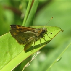 Ocybadistes walkeri (Green Grass-dart) at Flynn, ACT - 27 Nov 2025 by Christine