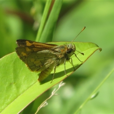 Ocybadistes walkeri (Green Grass-dart) at Flynn, ACT - 27 Nov 2025 by Christine