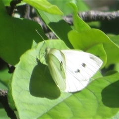 Pieris rapae (Cabbage White) at Flynn, ACT - 28 Nov 2025 by Christine