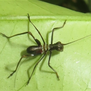 Unverified Katydid (Tettigoniidae) at Flynn, ACT - 23 Nov 2025 by Christine