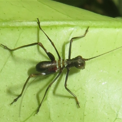Unverified Katydid (Tettigoniidae) at Flynn, ACT - 23 Nov 2025 by Christine