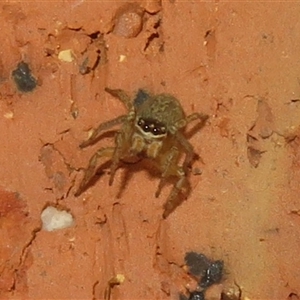 Unverified Jumping or peacock spider (Salticidae) at Flynn, ACT - 28 Nov 2025 by Christine