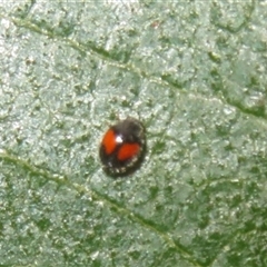 Diomus notescens (Little two-spotted ladybird) at Flynn, ACT - 28 Nov 2025 by Christine