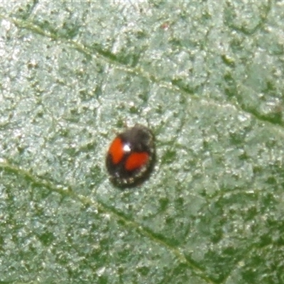 Diomus notescens (Little two-spotted ladybird) at Flynn, ACT - 28 Nov 2025 by Christine