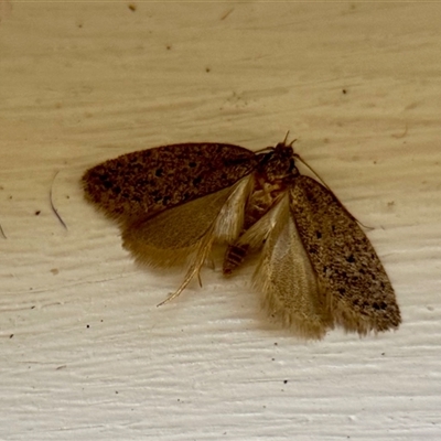 Oecophoridae (family) at Aranda, ACT - 29 Nov 2025 by KMcCue