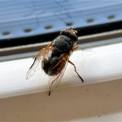 Calliphora sp. (genus) (Unidentified blowfly) at Aranda, ACT - 29 Nov 2025 by KMcCue