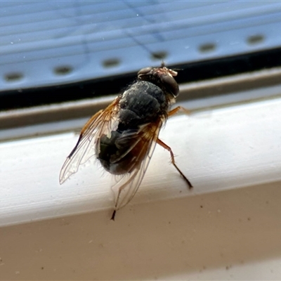 Calliphora sp. (genus) (Unidentified blowfly) at Aranda, ACT - 29 Nov 2025 by KMcCue