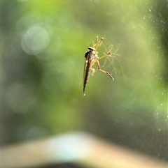 Cerdistus sp. (genus) (Slender Robber Fly) at Aranda, ACT - 29 Nov 2025 by KMcCue