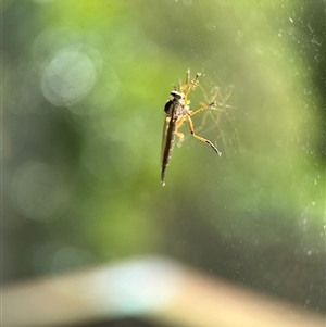 Cerdistus sp. (genus) (Slender Robber Fly) at Aranda, ACT - 29 Nov 2025 by KMcCue