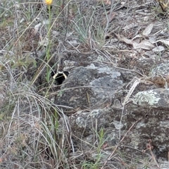 Eutrichopidia latinus (Yellow-banded Day-moth) at Googong, NSW - 3 Nov 2025 by RachaelL