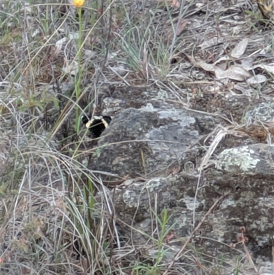 Eutrichopidia latinus (Yellow-banded Day-moth) at Googong, NSW - 3 Nov 2025 by RachaelL