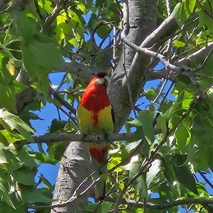 Platycercus eximius (Eastern Rosella) at Lyneham, ACT - 26 Nov 2025 by Emanuela