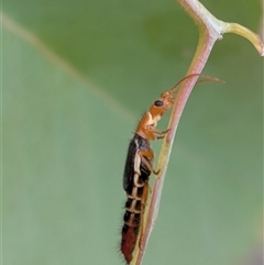 Carphurini sp. (tribe) (Soft-winged flower beetle) at Gungahlin, ACT - 28 Nov 2025 by chriselidie