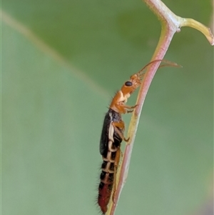 Carphurini sp. (tribe) (Soft-winged flower beetle) at Gungahlin, ACT - 28 Nov 2025 by chriselidie