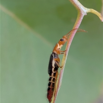 Carphurini sp. (tribe) (Soft-winged flower beetle) at Gungahlin, ACT - 28 Nov 2025 by chriselidie