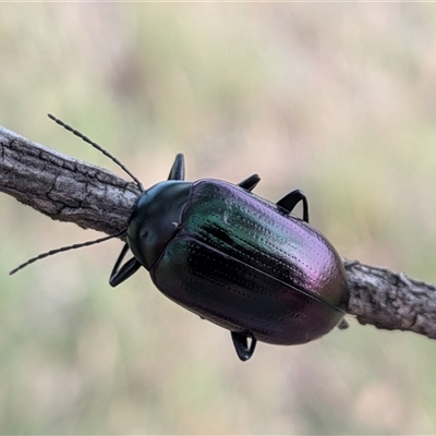 Chalcopteroides columbinus at Gungahlin, ACT - 28 Nov 2025 by chriselidie