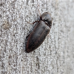 Unverified Click beetle (Elateridae) at Gungahlin, ACT - 28 Nov 2025 by chriselidie
