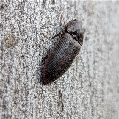 Unverified Click beetle (Elateridae) at Gungahlin, ACT - 28 Nov 2025 by chriselidie
