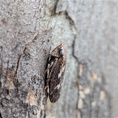 Unverified Leafhopper or planthopper (Hemiptera, several families) at Gungahlin, ACT - 28 Nov 2025 by chriselidie
