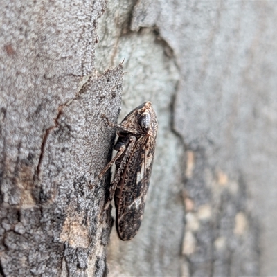 Unverified Leafhopper or planthopper (Hemiptera, several families) at Gungahlin, ACT - 28 Nov 2025 by chriselidie