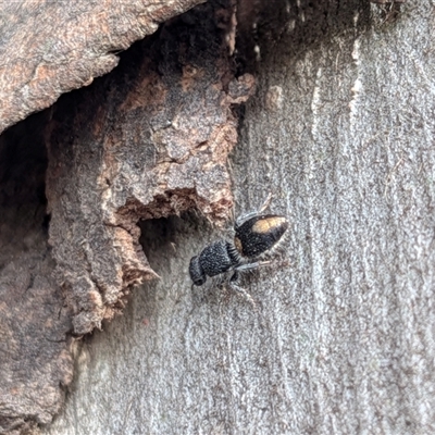 Unverified Insect at Gungahlin, ACT - 28 Nov 2025 by chriselidie