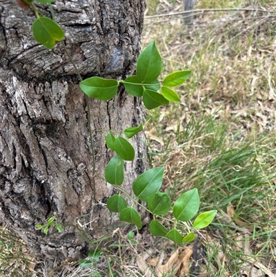 Unverified Plant at Largs, NSW - 8 Nov 2025 by MargC