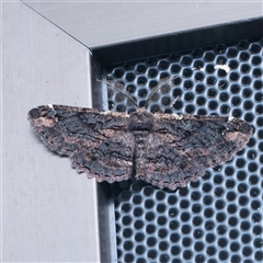 Pholodes sinistraria (Sinister or Frilled Bark Moth) at Turner, ACT - 27 Nov 2025 by ConBoekel