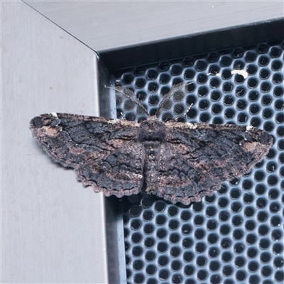 Pholodes sinistraria (Sinister or Frilled Bark Moth) at Turner, ACT - 27 Nov 2025 by ConBoekel