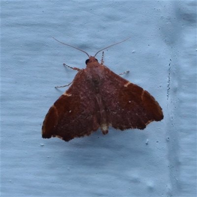 Heterorta plutonis (A Noctuid moth (Acontiinae) at Turner, ACT - 27 Nov 2025 by ConBoekel
