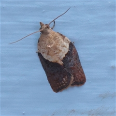 Epiphyas postvittana (Light Brown Apple Moth) at Turner, ACT - 27 Nov 2025 by ConBoekel