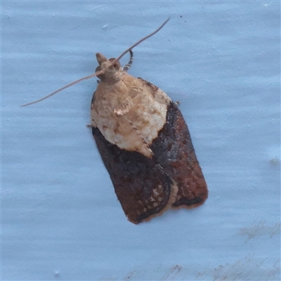 Epiphyas postvittana (Light Brown Apple Moth) at Turner, ACT - 27 Nov 2025 by ConBoekel